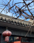 He Jia Li Courtyard Homestay Beijing